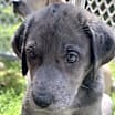 Thumbnail photo of Millie (Sol’s Pups 3) #4