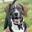 Thumbnail photo of Daisy #1