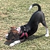 Thumbnail photo of Daisy #2