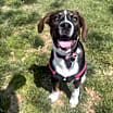 Thumbnail photo of Daisy #3