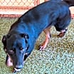 Thumbnail photo of Sage #1