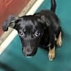 Thumbnail photo of Sage #4