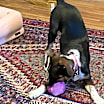 Thumbnail photo of Daisy #4