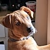Thumbnail photo of Scooby #1