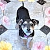 Thumbnail photo of Piper #1