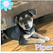 Thumbnail photo of Piper #2