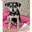 Thumbnail photo of Piper #3