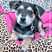 Thumbnail photo of Piper #4