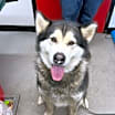 Thumbnail photo of Nala #3