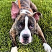 Thumbnail photo of Lilly #3