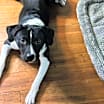 Thumbnail photo of Bronco #3