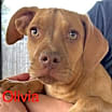 Thumbnail photo of Olivia 2 Talbot #2