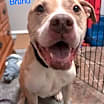 Thumbnail photo of Bruno Bear Philly #1