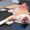 Thumbnail photo of Bruno Bear Philly #2