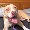 Thumbnail photo of Bruno Bear Philly #3