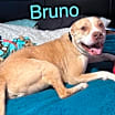Thumbnail photo of Bruno Bear Philly #4