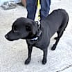 Thumbnail photo of Bubba #2