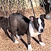 Thumbnail photo of Kya #1