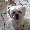 Thumbnail photo of Chase #4