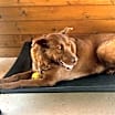 Thumbnail photo of Ginger #1