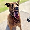 Thumbnail photo of Ginger #2