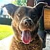 Thumbnail photo of Ginger #4