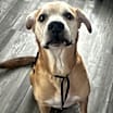 Thumbnail photo of Roscoe #1