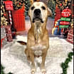 Thumbnail photo of Roscoe #3