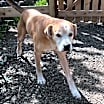 Thumbnail photo of Roscoe #4