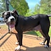 Thumbnail photo of Herschel #1