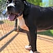 Thumbnail photo of Herschel #2