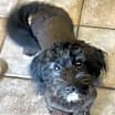 Thumbnail photo of Millie #1