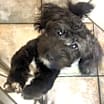 Thumbnail photo of Millie #2