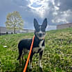 Thumbnail photo of Rosie #4