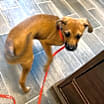 Thumbnail photo of Frannie #2