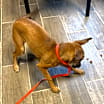 Thumbnail photo of Frannie #3