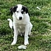Thumbnail photo of Morty #4