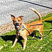 Thumbnail photo of Doogie #3