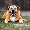 Thumbnail photo of Bubby - Kitchener #1