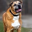 Thumbnail photo of Bubby - Kitchener #2