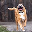 Thumbnail photo of Bubby - Kitchener #3