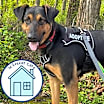 Thumbnail photo of Buster #1