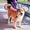 Thumbnail photo of Sadie #1