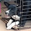 Thumbnail photo of Elsie VM #2