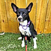 Thumbnail photo of Elsie VM #3