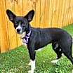 Thumbnail photo of Elsie VM #4