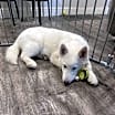 Thumbnail photo of Tofu #1