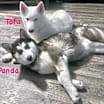 Thumbnail photo of Tofu #2