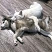 Thumbnail photo of Tofu #3