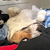Thumbnail photo of Goose #1